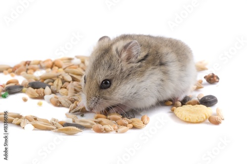 Hamster isolated on white.
