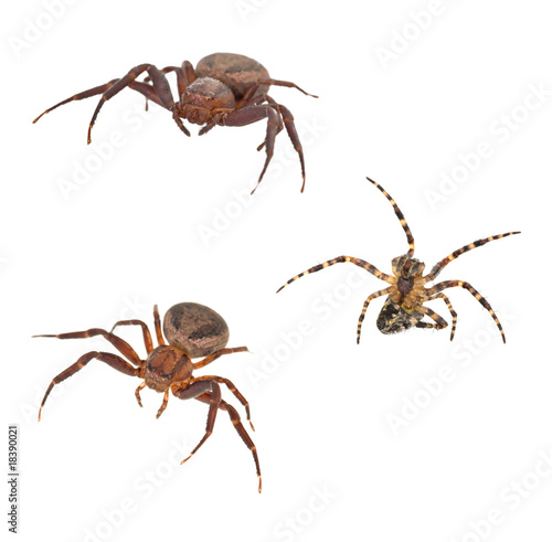 isolated three spiders