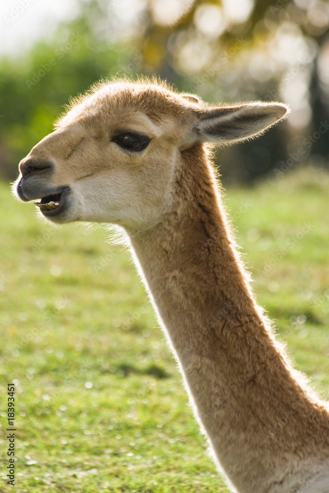 Portrait of Vicuna in backlight Portrait of Vicuna in backlight