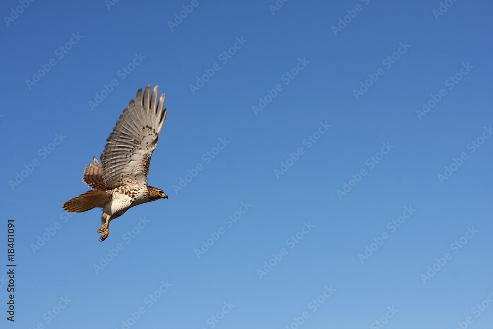 Obraz premium Red-tailed Hawk In Flight