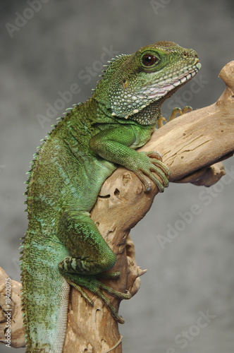 Chinese water dragon on branch
