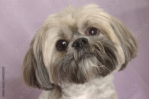 Fotografie Lhasa Apso close-up