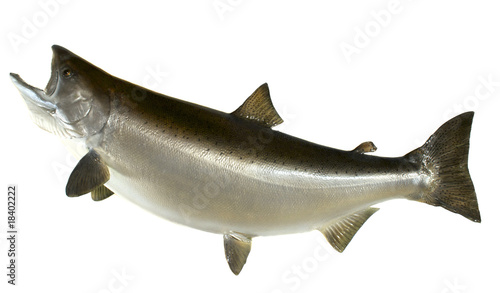Tableau sur toile Chinook Salmon