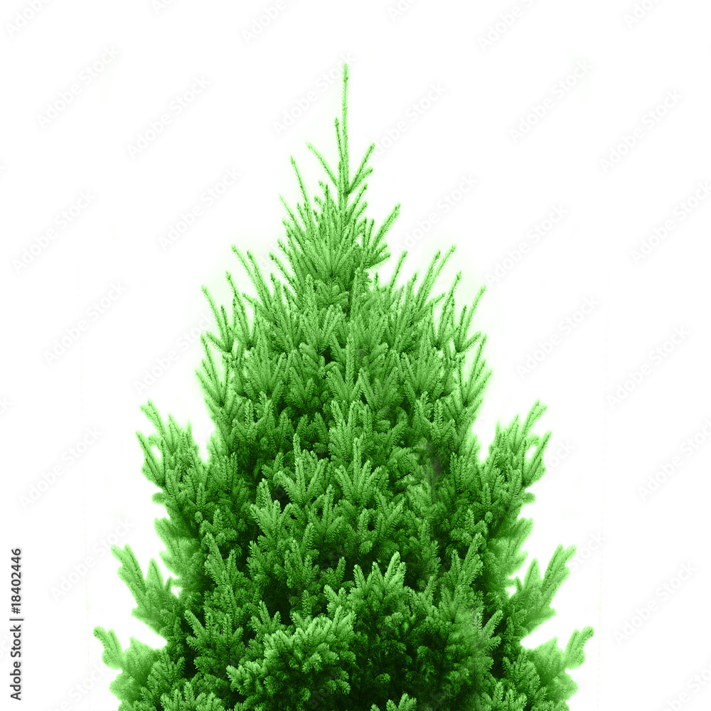 Fototapeta premium Grüner Weihnachtsbaum