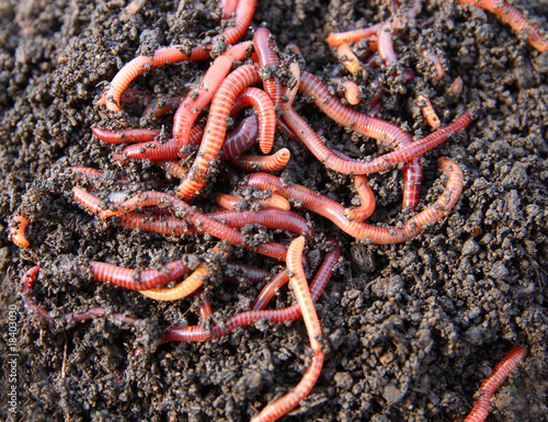red worms in compost