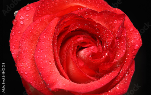 Fototapeta Naklejka Na Ścianę i Meble -  red rose close-up with drops