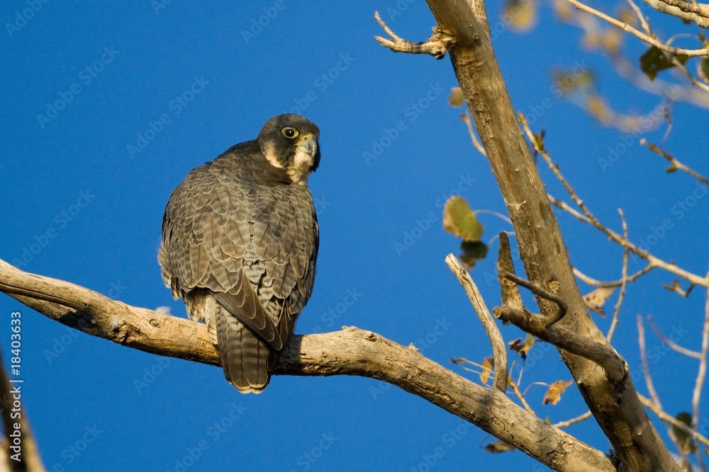 Obraz premium Peregrine Falcon