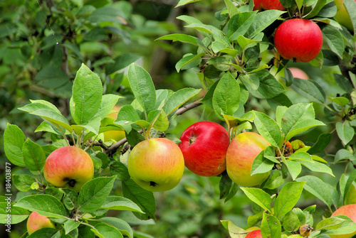 Apfel am Baum - apple on tree 102