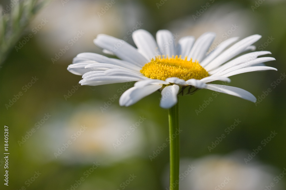 Obraz premium camomile