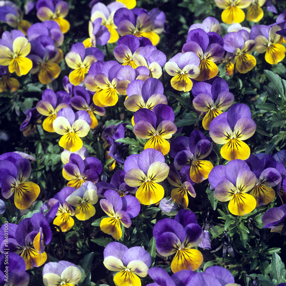 Fototapeta premium Stiefmuetterchen; Viola tricolor