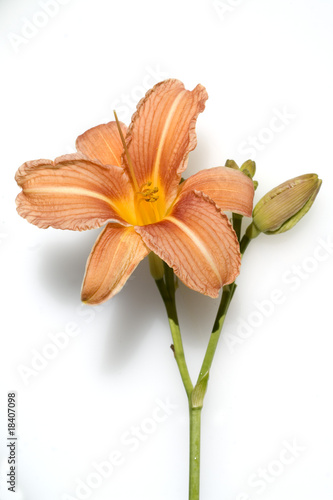 Taglilie; Hemerocallis photo