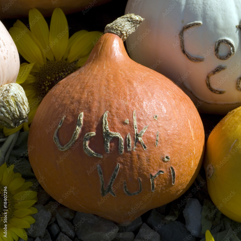 uchiki kuri; Kuerbis StockFoto Adobe Stock