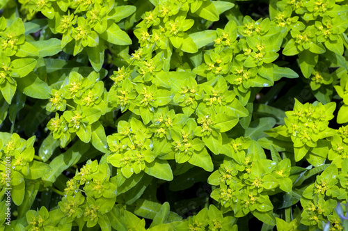 Zottige Wolfsmilch; Euphorbia villosa photo