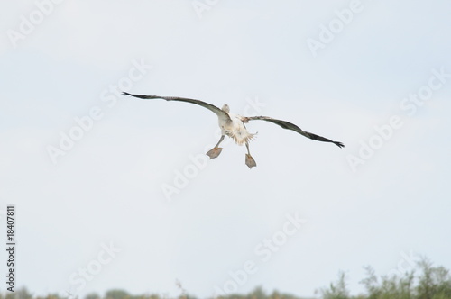 Great White Pelican (Pelecanus onocrotalus), lake Maayan Zvi photo