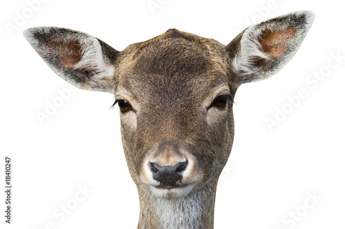 buck deer isolated with clipping path daino natale