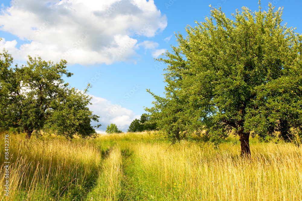 Fototapeta premium Wild Nature - Landscape