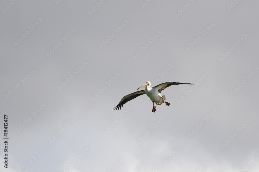 Great White Pelican (Pelecanus onocrotalus), lake Maayan Zvi Great White Pelican (Pelecanus onocrotalus), lake Maayan Zvi