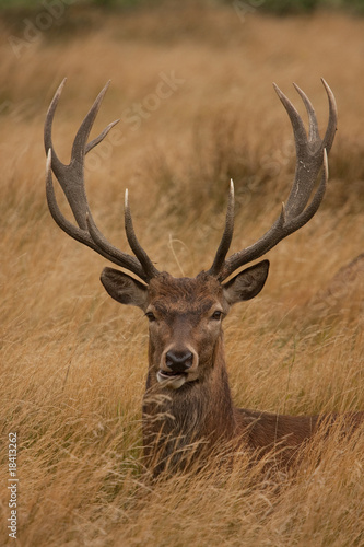 Deer with anters, sitting in grass