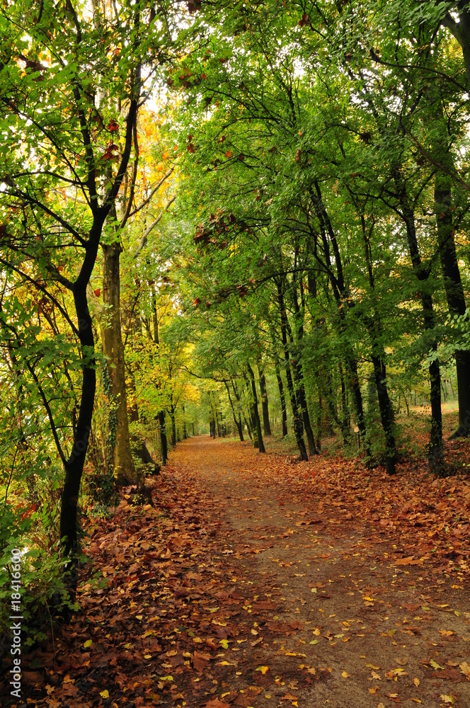 footpath under autumn trees with yellow leaves