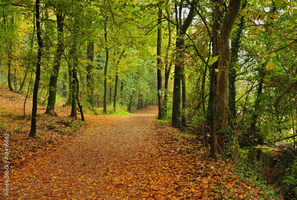 Naklejka premium footpath under autumn trees with yellow leaves