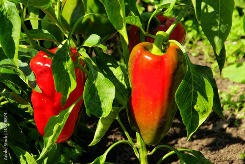 Paprika Pflanze - paprika plant 02