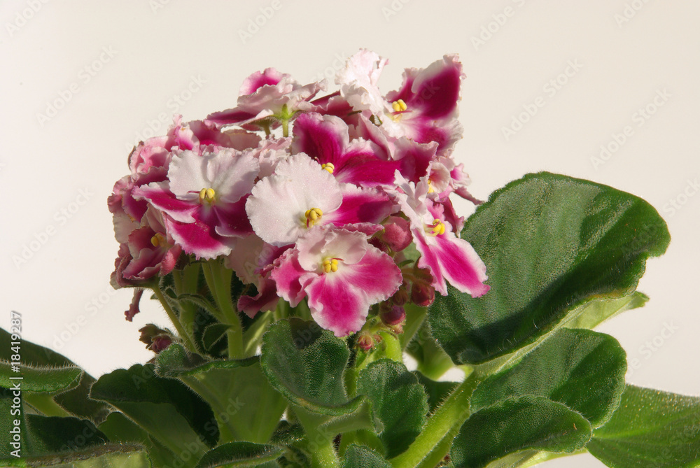 Usambaraveilchen - African violet 02 Usambaraveilchen - African violet 02