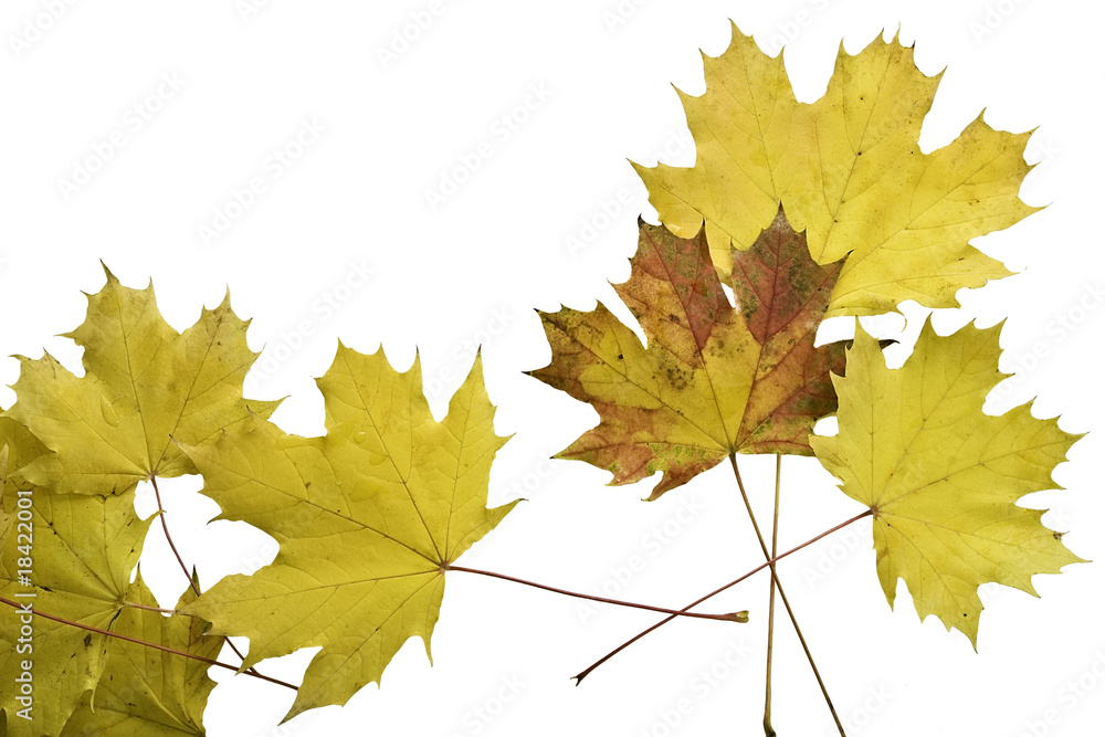 Obraz premium autumn leaves isolated