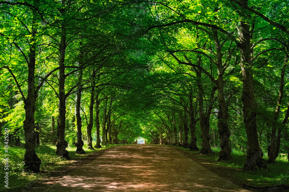 Avenue Avenue