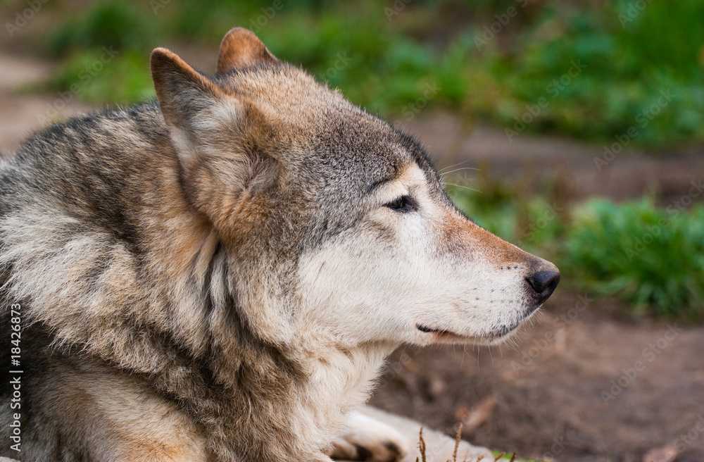 Fototapeta premium Wolf in Moscow zoo