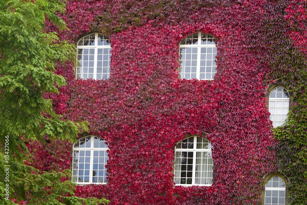 Facade of old house with red ivy