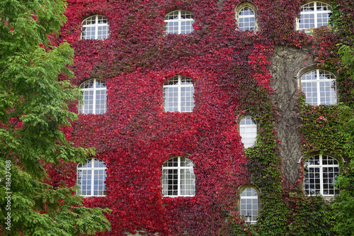 Facade of old house with red ivy