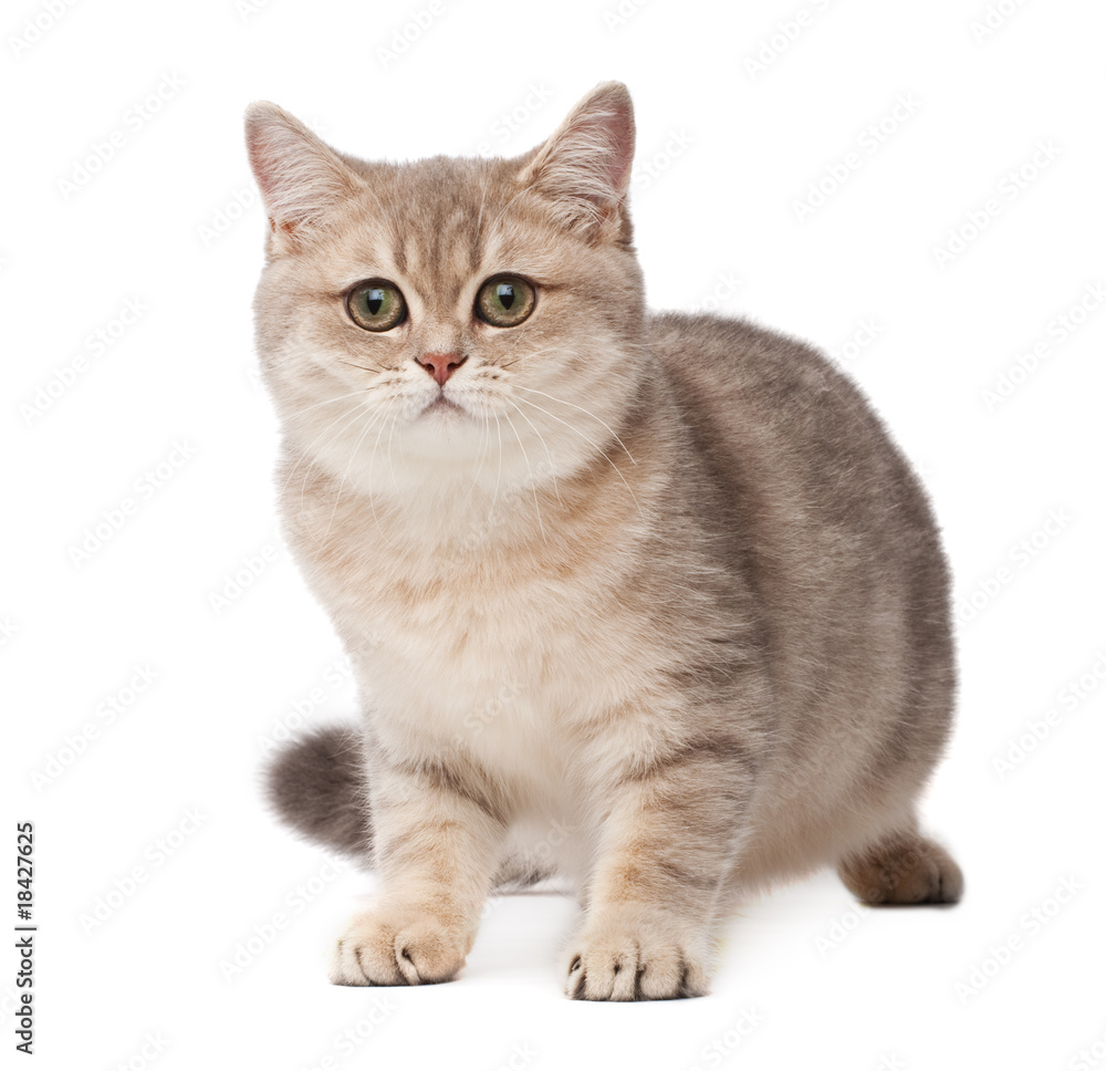 Kitten Kitten