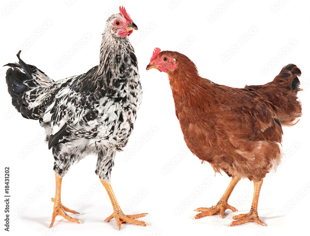 Fototapeta premium Young chicken and rooster