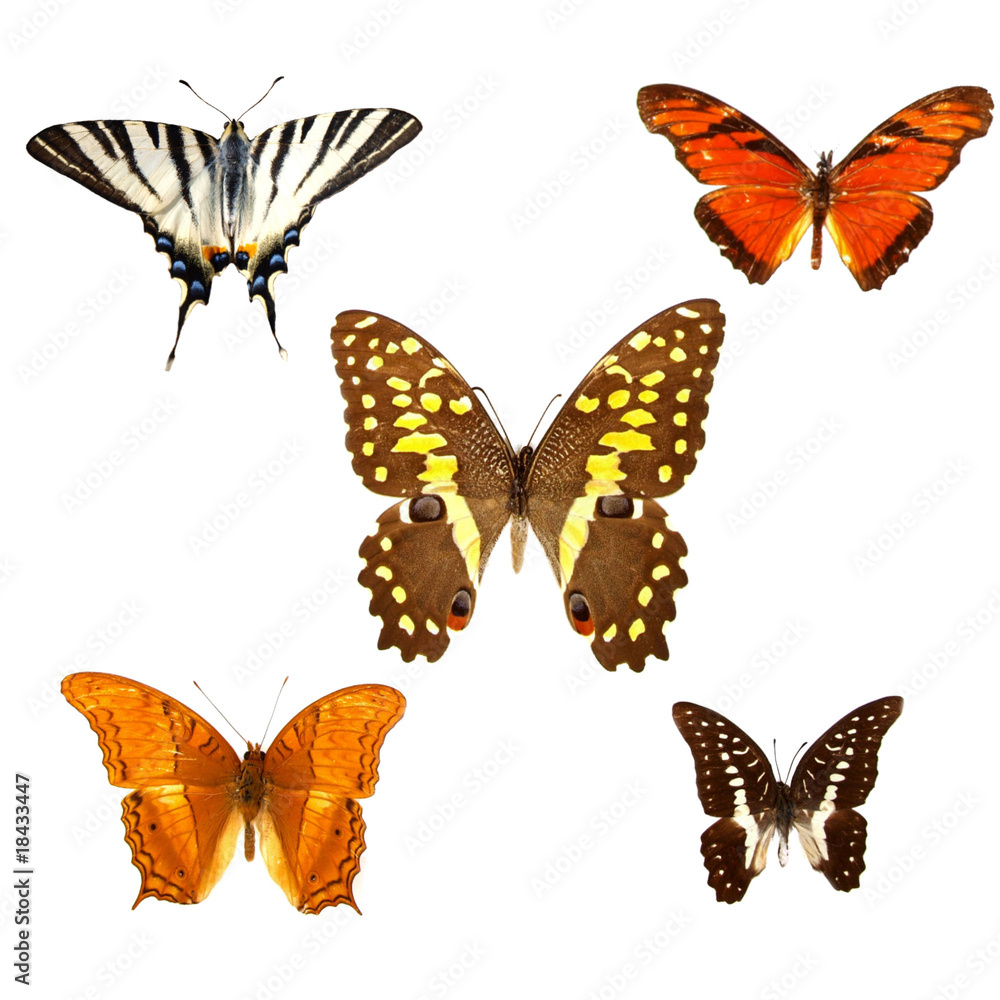 Fototapeta premium Colored butterflies isolated on white