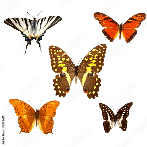 Colored butterflies isolated on white