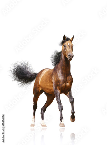 Fototapeta Naklejka Na Ścianę i Meble -  bay stallion isolated
