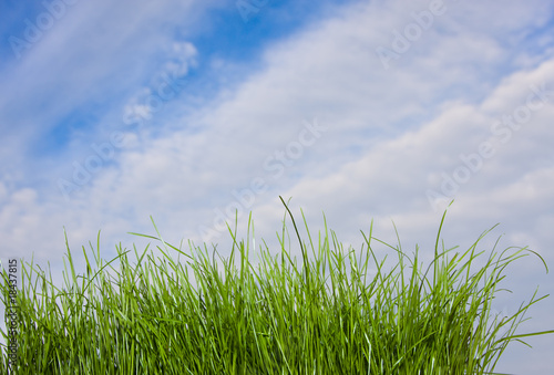 Sunny summer day and grass