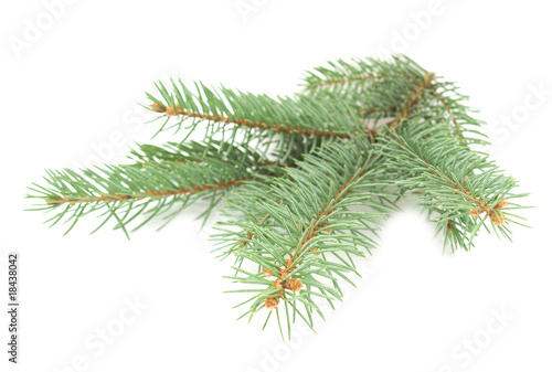 Christmas tree branch