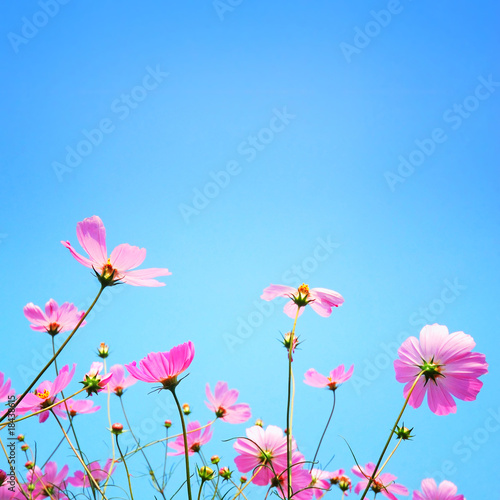 Chrysanthemum © lightmoon