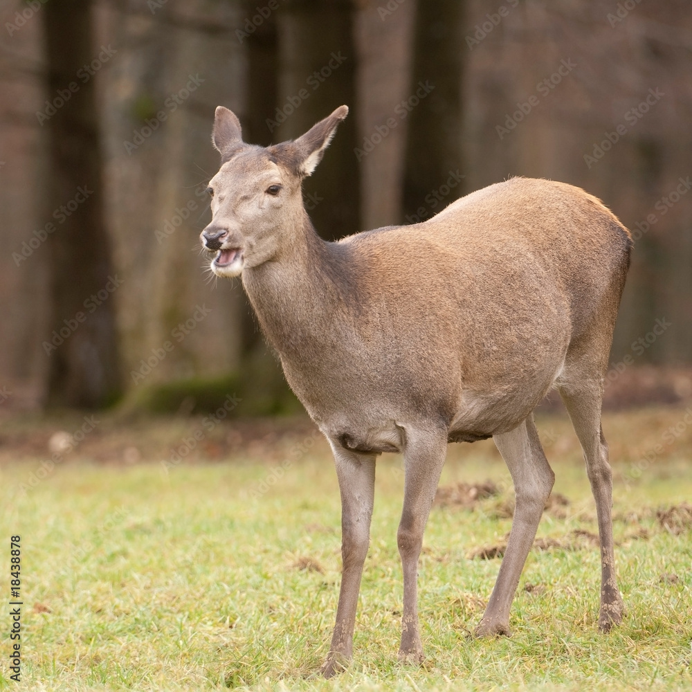 Rothirsch Rothirsch