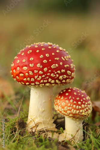 Big and small toadstool in the grass