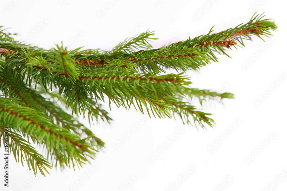 Obraz premium tannenbaum,hintergrund