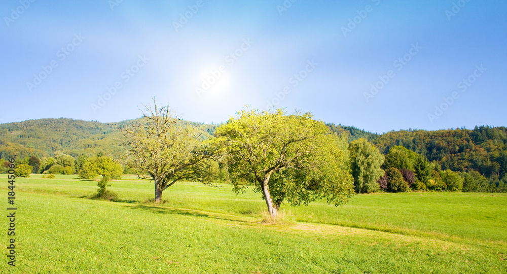 Fototapeta premium Idyllische Wiese mit blauen Himmel