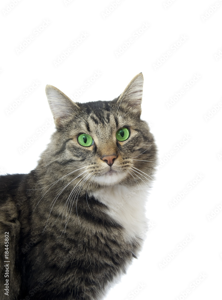 Obraz premium Maine Coon cat with bright green eyes