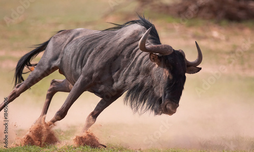 Blue wildebeest  Connochaetes taurinus 