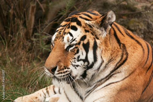 Fototapeta Naklejka Na Ścianę i Meble -  Bengal tiger appearing to be asleep