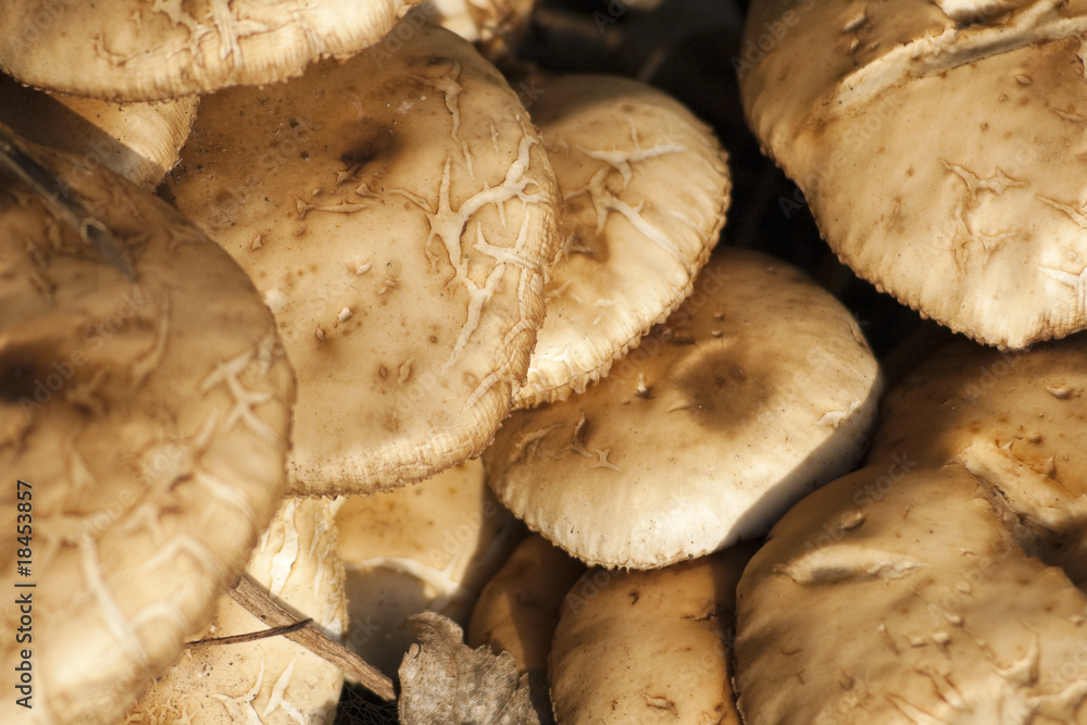 Fototapeta premium mushrooms