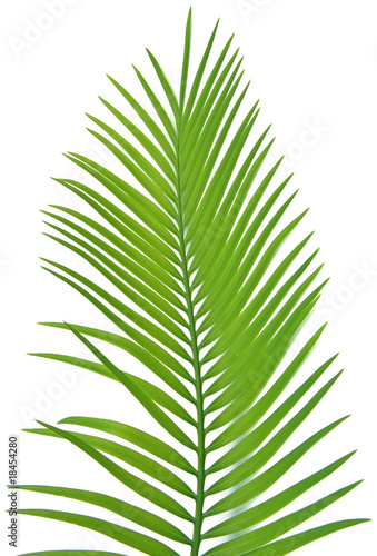 palme verte palmier fond blanc