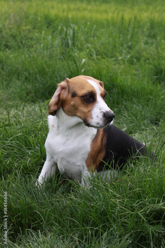 Beagle Beagle
