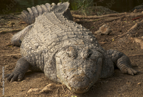 фотографія Large Crocodile